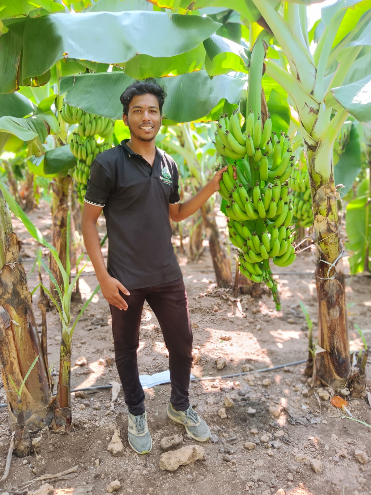 Farm Level Harvesting